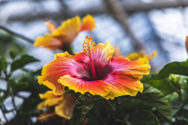 Tropical Hibiscus 'Fiesta' Standard 10"