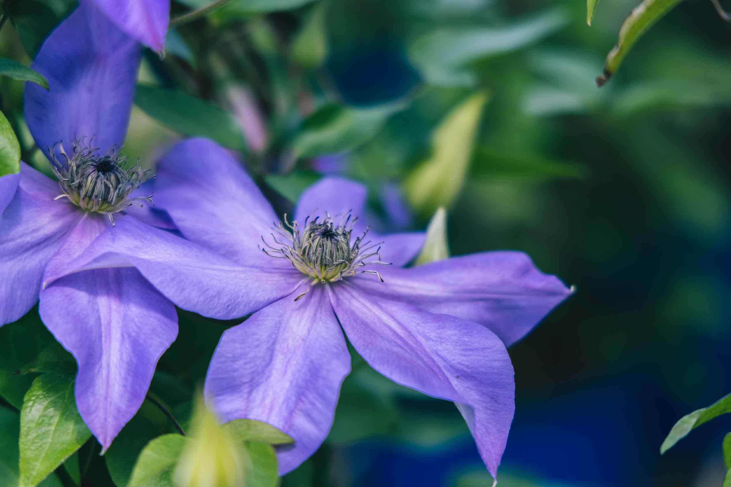 Clematis Shimmer&trade; 2 Gallon