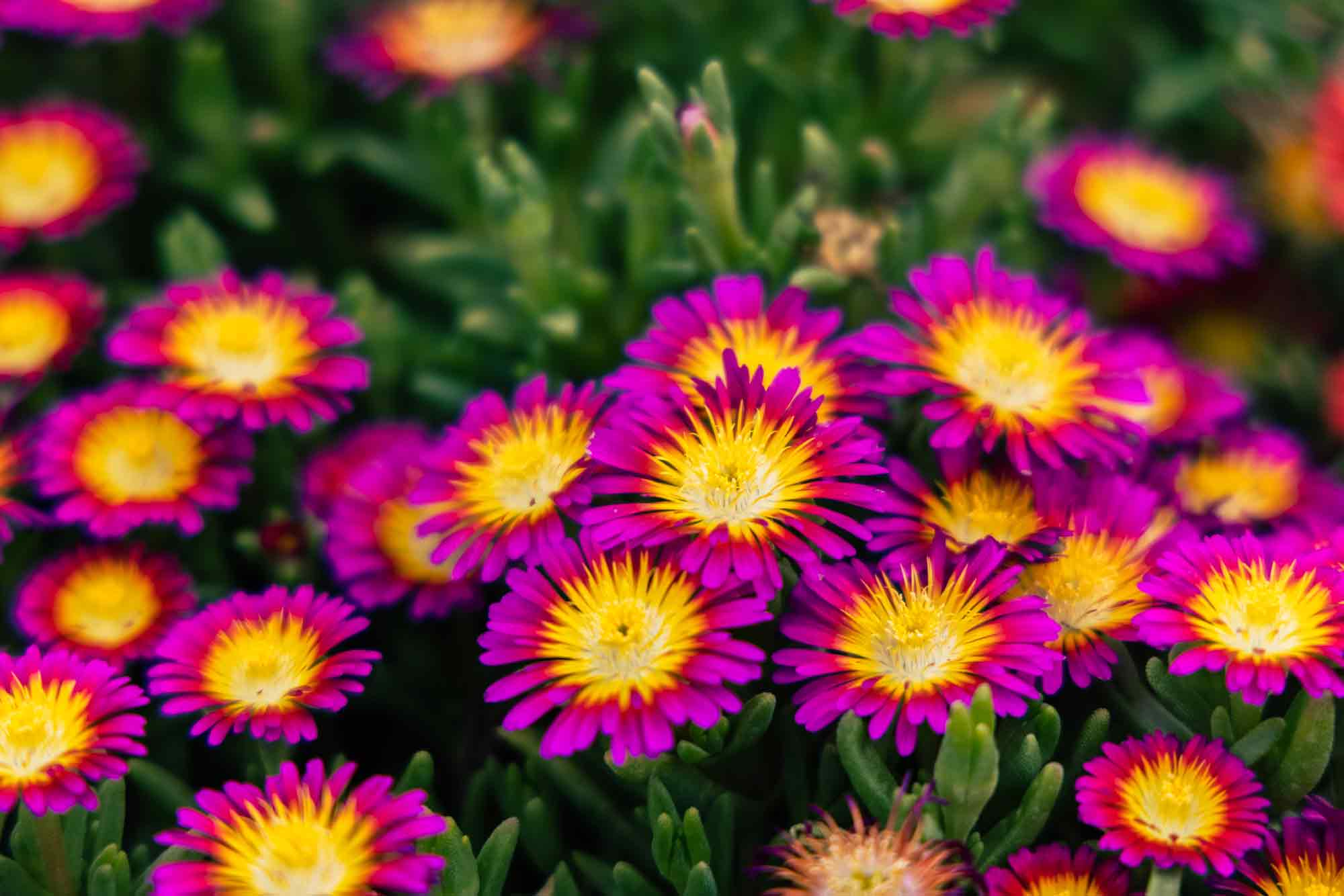 Ice Plant 'Wheels of Wonder Hot Pink Wonder' 1 Gallon