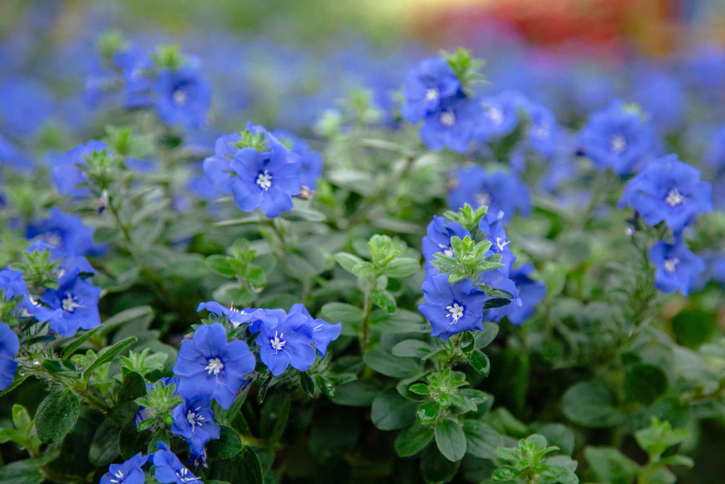 Blue My Mind&reg; Dwarf Morning Glory 8 Inch