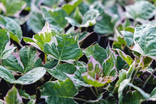 Sweet Potato Vine Tricolor Quart
