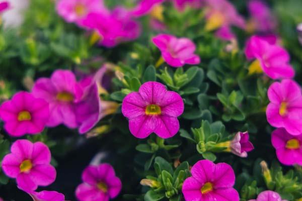 Superbells&reg; Pink Quart