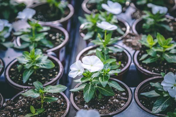 Flowering Vinca Cora&reg; White 4in