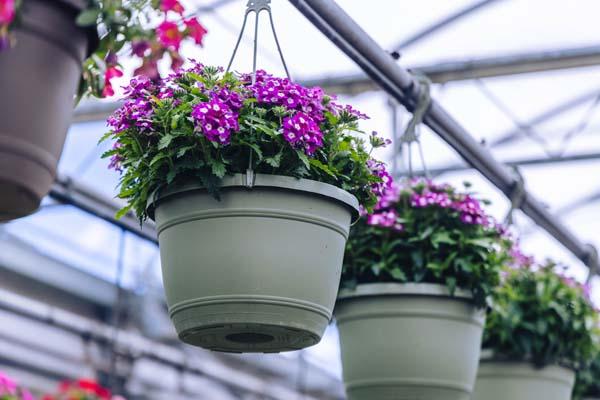 Verbena Assorted 10" Hanging Basket