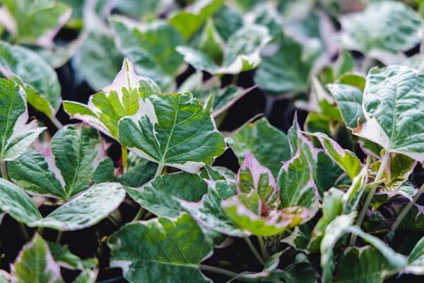 Sweet Potato Vine Tricolor Quart