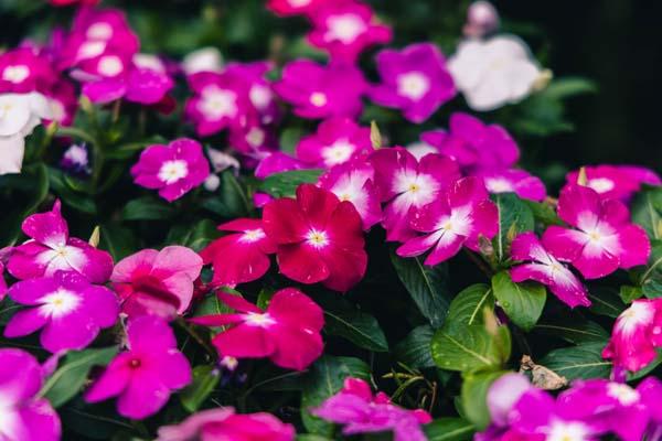 Flowering Vinca Cora&reg; Mix 4"