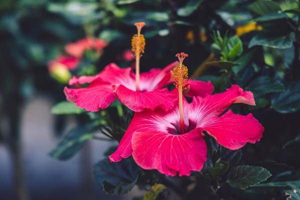 Tropical Hibiscus 'Pink' Braid 10"