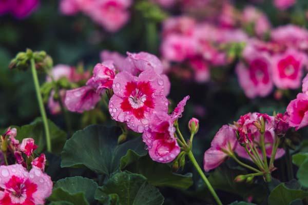 Zonal Geranium Calliope&reg; Medium Pink Flame 6 Inch