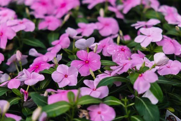 Flowering Vinca Cora&reg; Light Pink Cell Pack