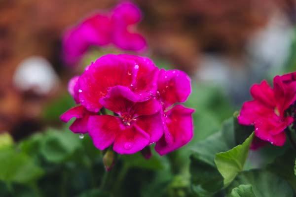 Zonal Geranium Calliope&reg; Large Lavender Mega Splash 6 Inch