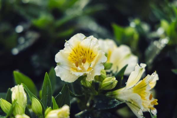 Peruvian Lily 'Yentl' 8in