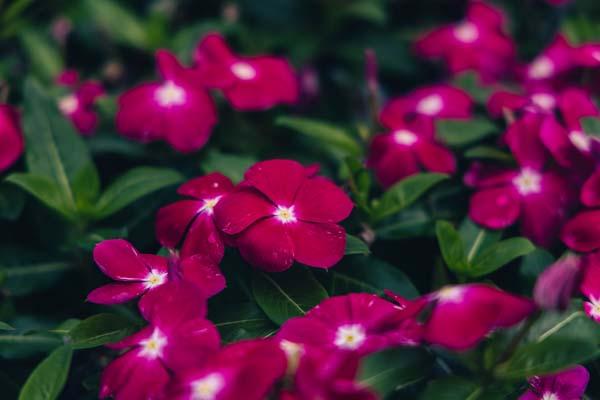 Flowering Vinca Cora&reg; Cranberry Cell Pack