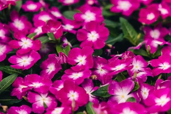 Flowering Vinca Cora&reg; Magenta Halo Cell Pack