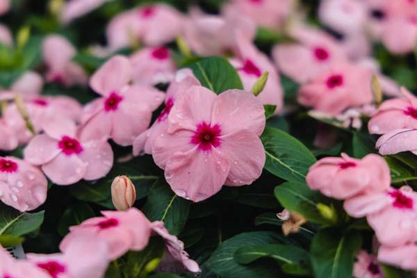Flowering Vinca Blockbuster&trade; Apricot 4"