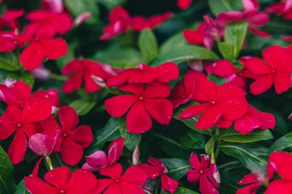 Flowering Vinca Blockbuster&trade; Dark Red 4"