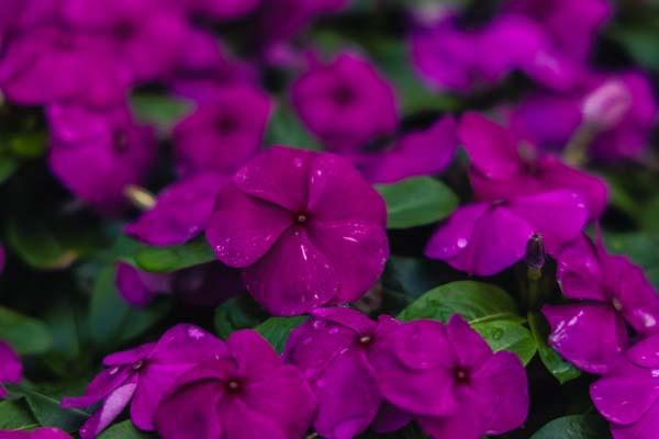 Flowering Vinca Blockbuster&trade; Purple 4"