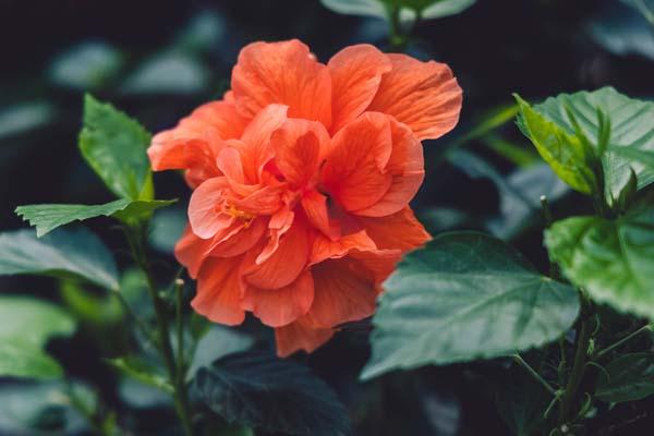 Tropical Hibiscus 'Orange' Standard 10"