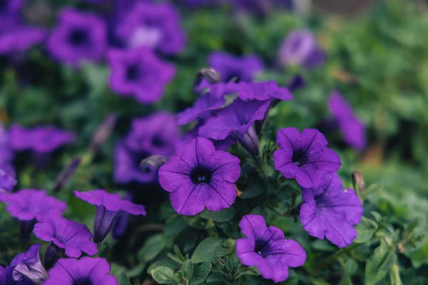 Supertunia&reg; Mini Vista&reg; Indigo Quart