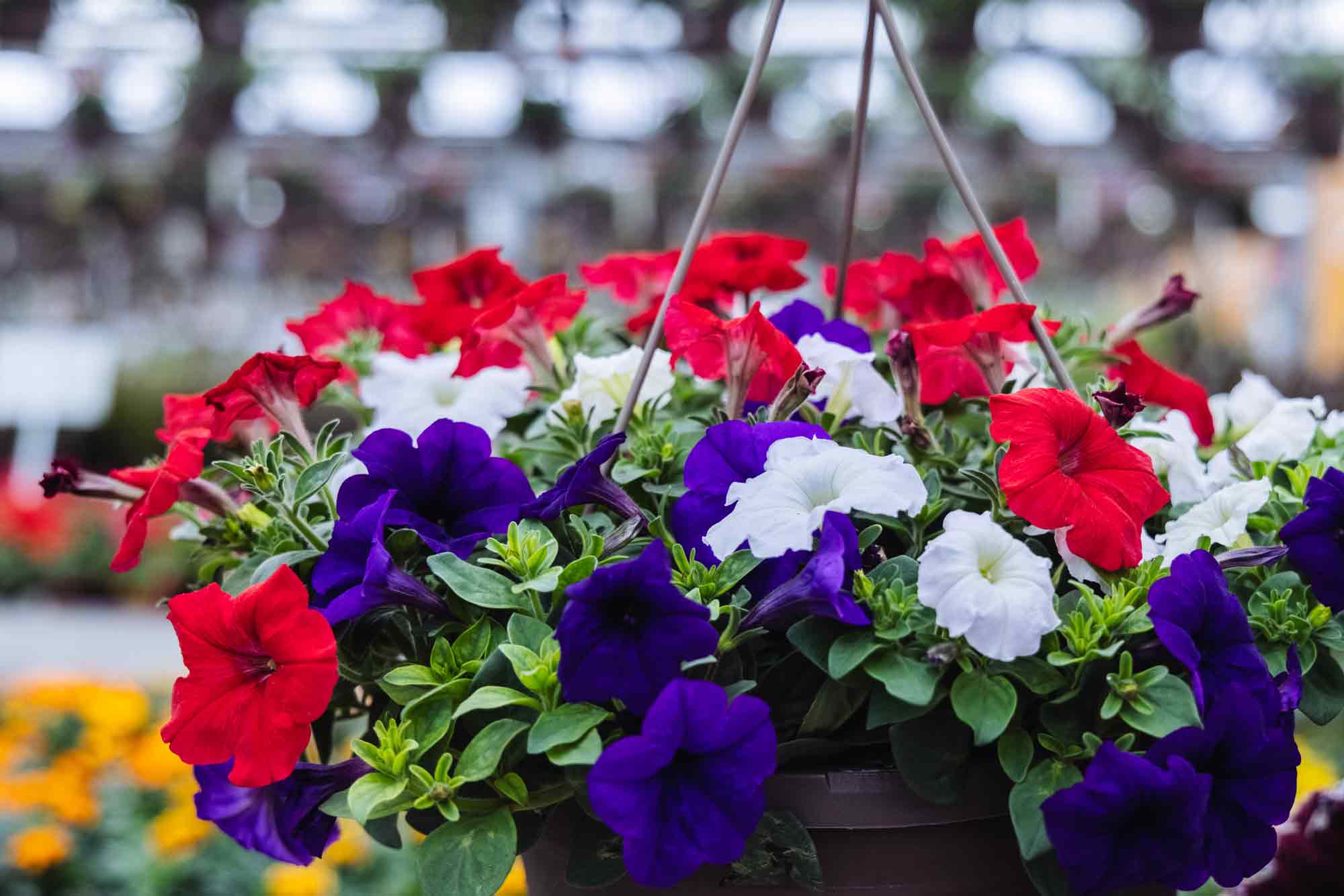 Easy Wave&reg; Petunia Flag Mix 10" Hanging Basket