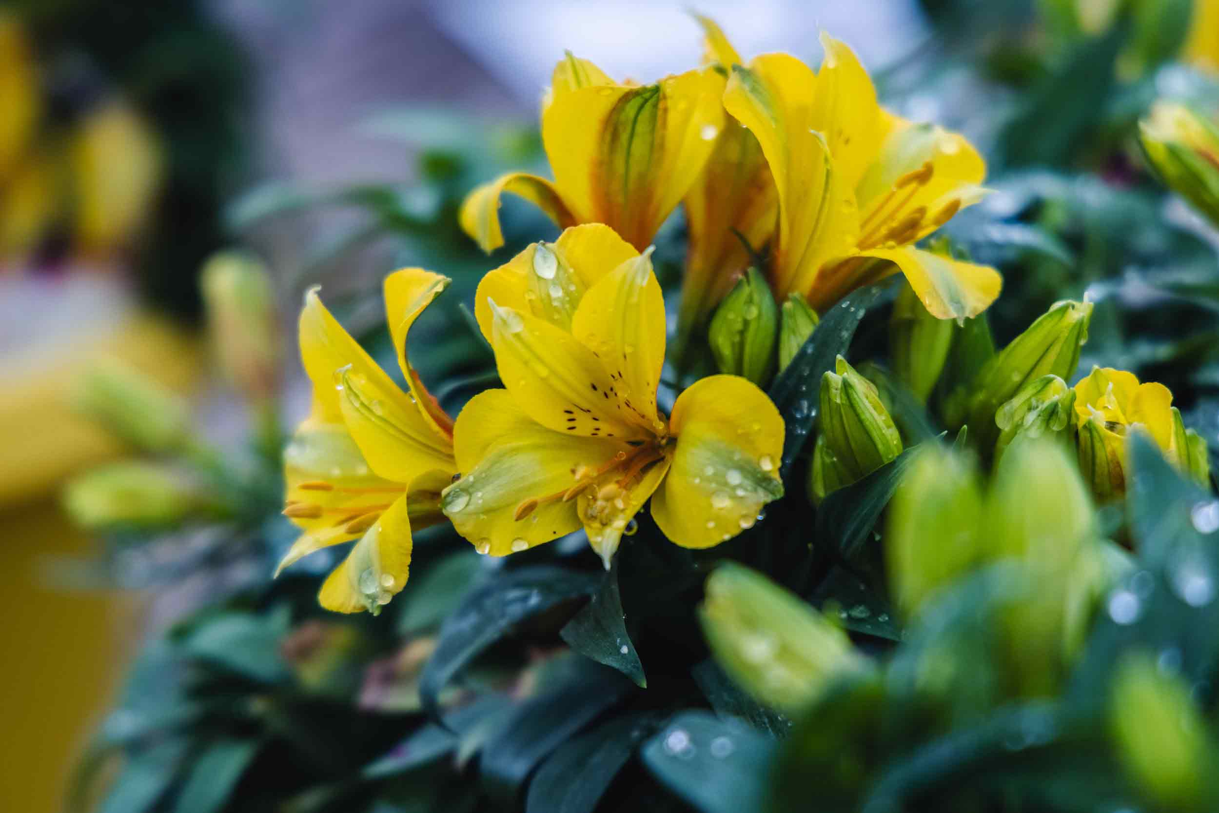 Peruvian Lily 'Lisa' 8in