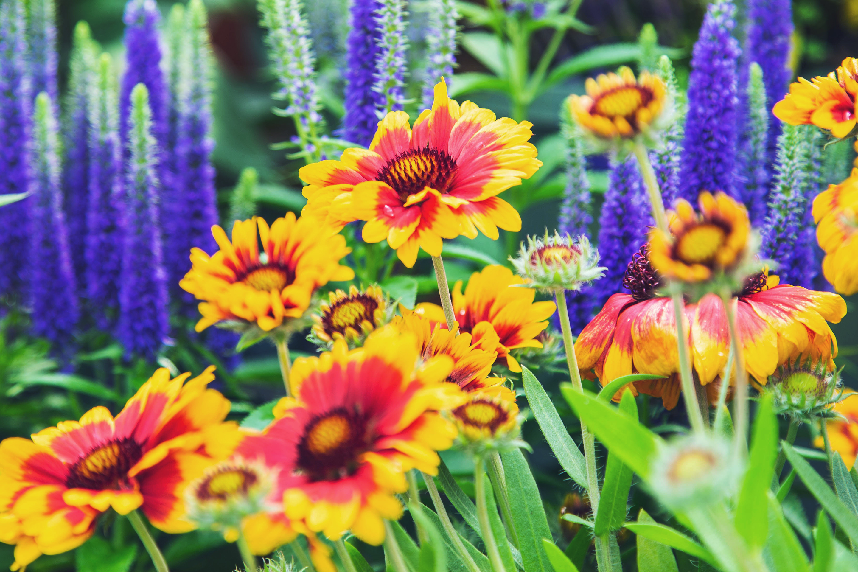 Blanket Flower 'Arizona Sun' 1 Gallon