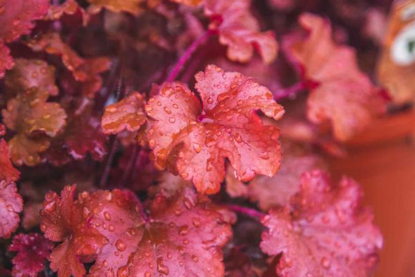 Coral Bells 'Peach Flambe' 2 Gallon