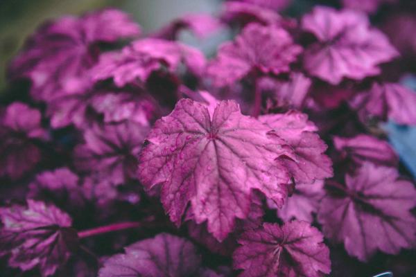 Coral Bells Primo&reg; 'Wild Rose' 2 Gallon