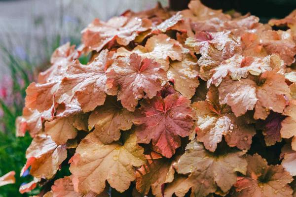 Coral Bells 'Caramel' 2 Gallon