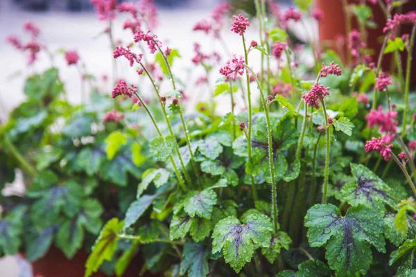 Heucherella 'Pink Revolution' 2 Gallon