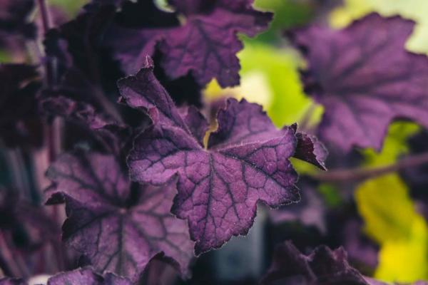 Coral Bells 'Grande Amethyst' 2 Gallon