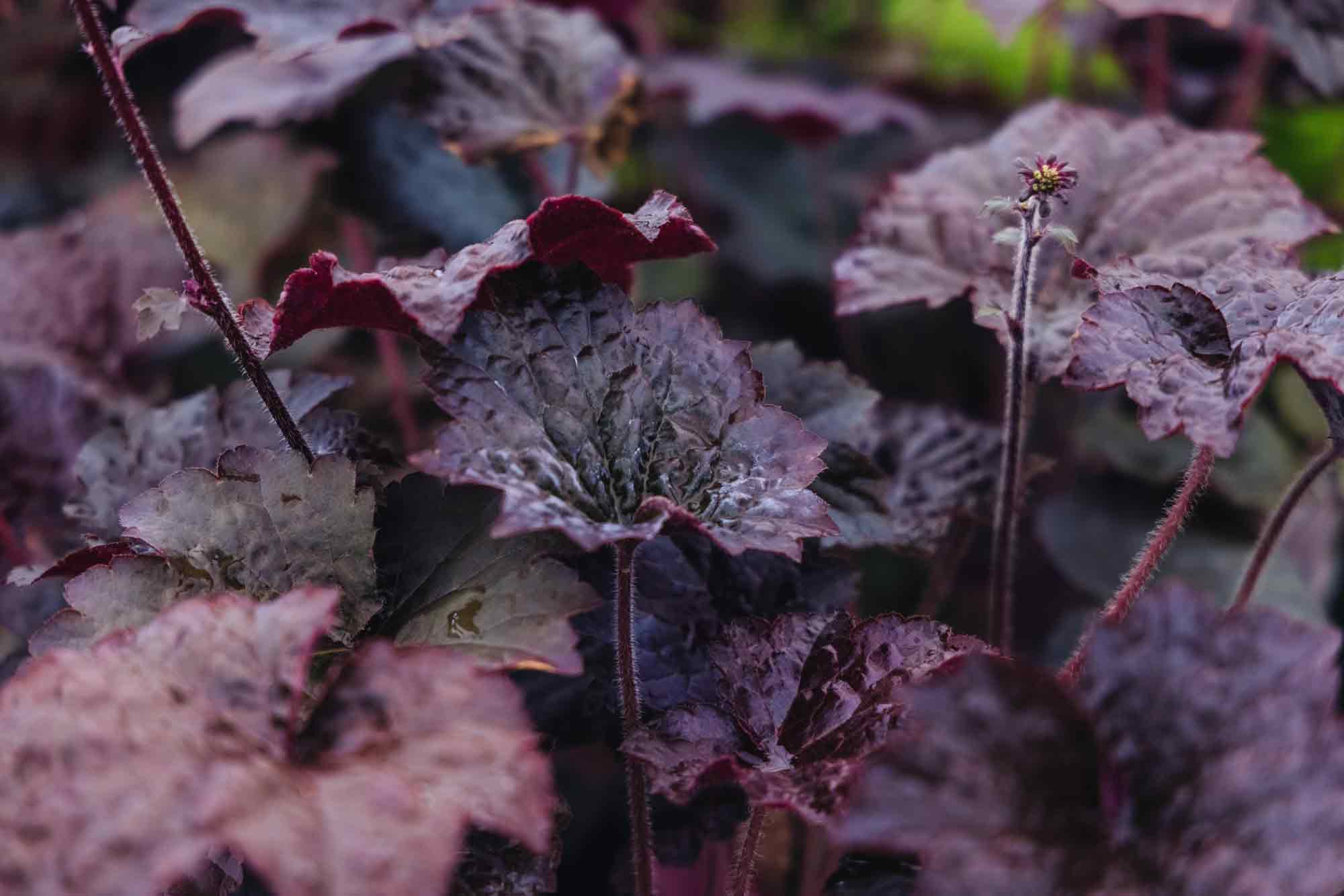 Coral Bells 'Palace Purple' Quart