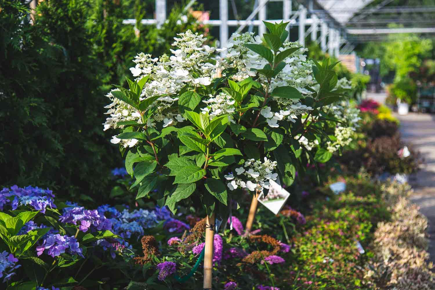 Hydrangea Trees