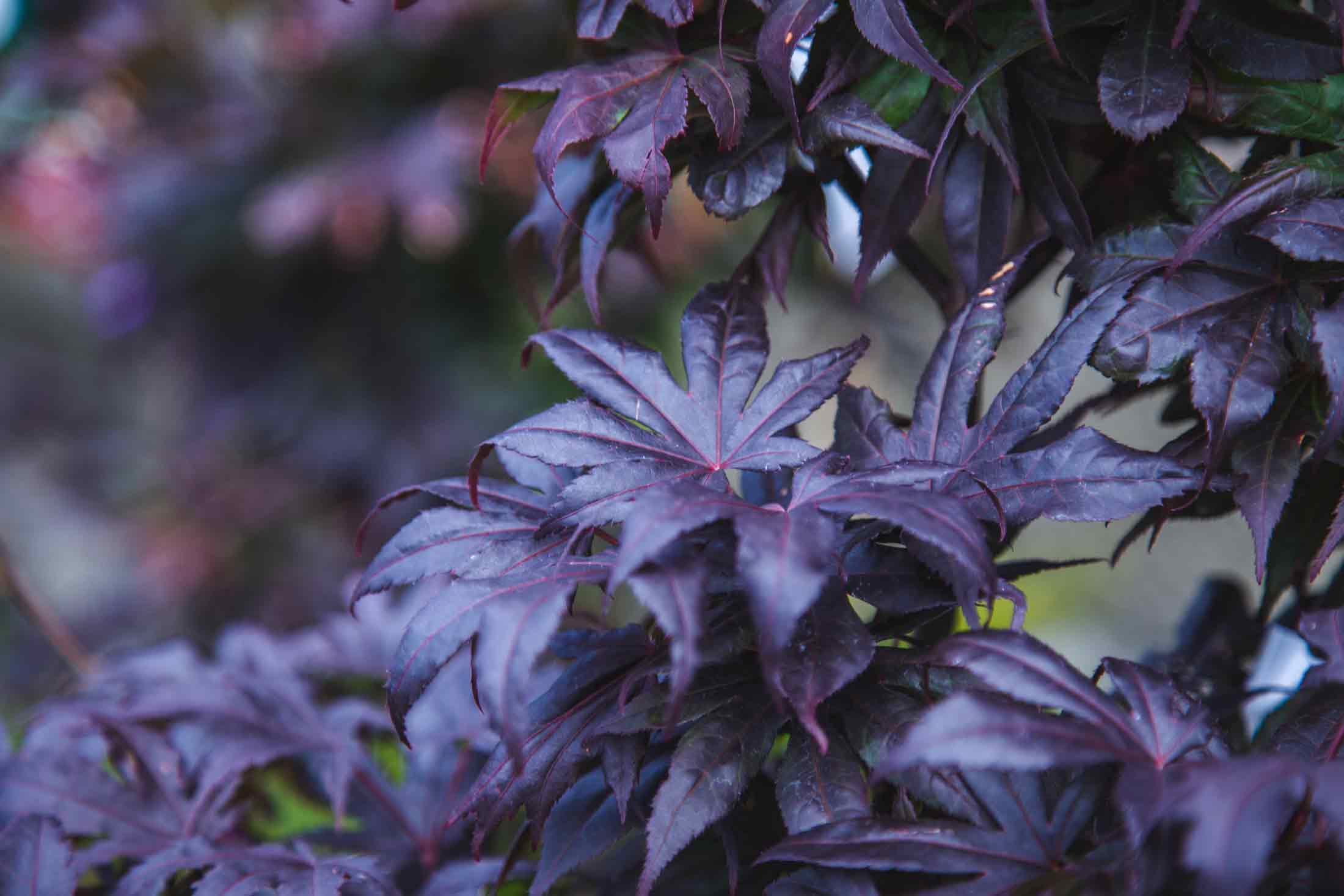 Japanese Maples