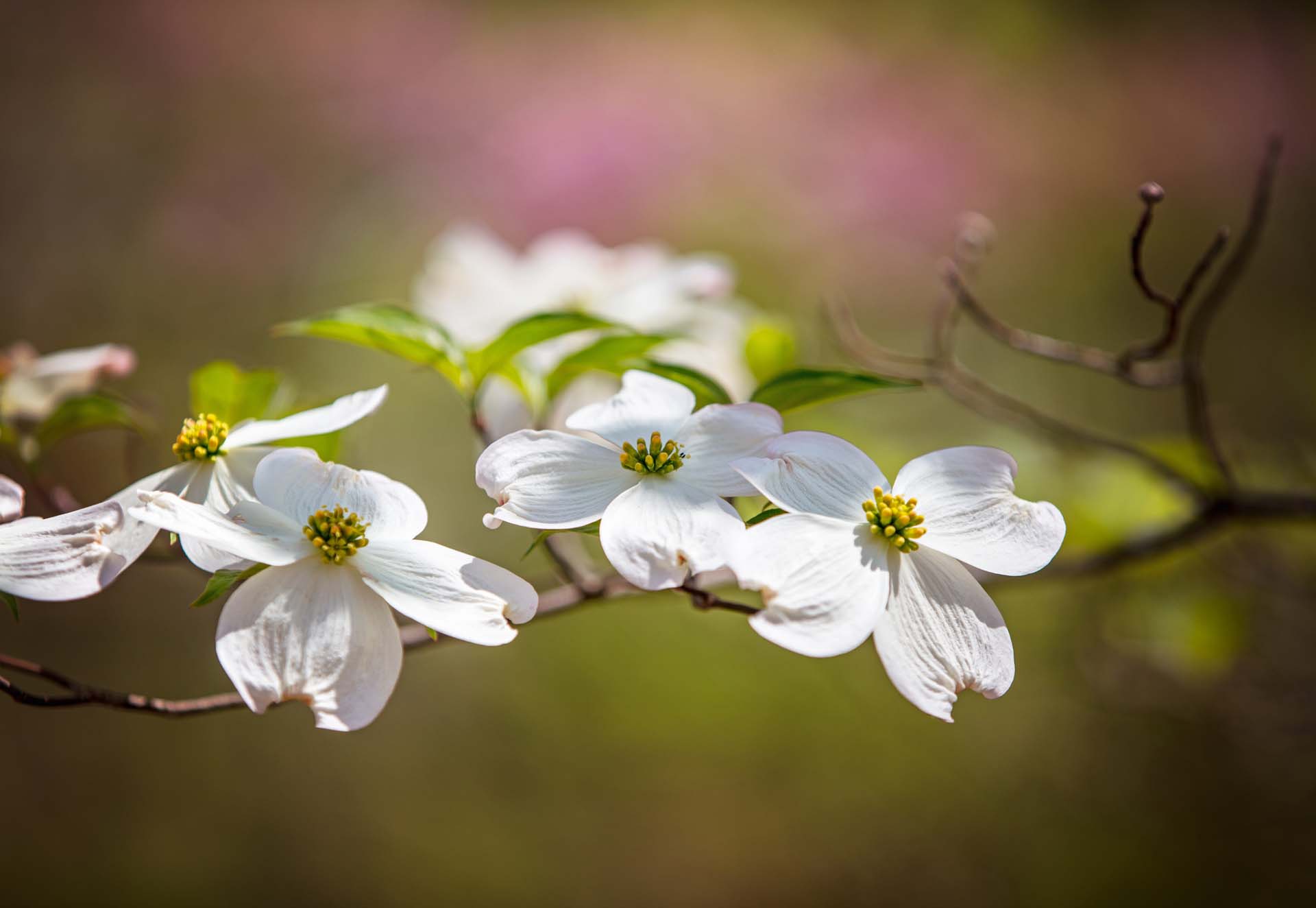 Dogwood Trees