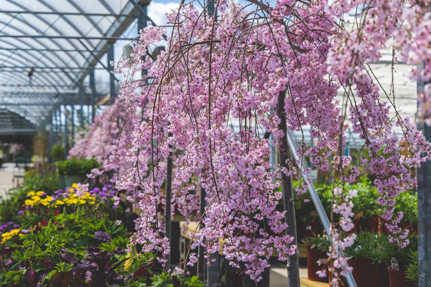 Ornamental Cherries & Plums