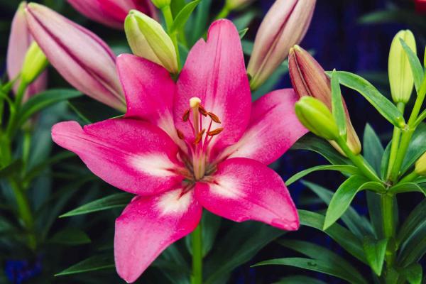 Lily LA Summer Scarlet&reg; 2 Gallon