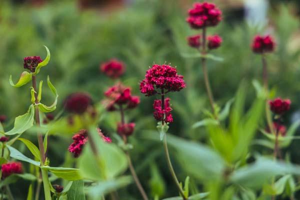 Red Valerian 'Coccineus' 1 Gallon