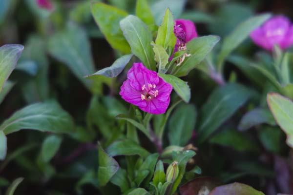 Evening Primrose 'Glowing Magenta' Quart