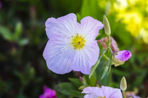 Evening Primrose 'Siskyou Pink' Quart