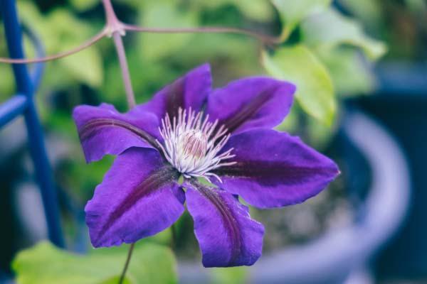 Clematis Anna-Louise&trade; 2 Gallon