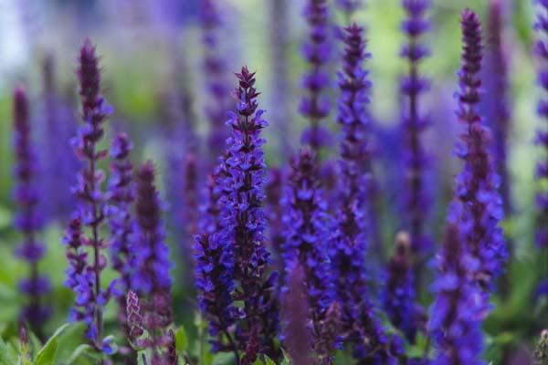 Woodland Sage 'New Dimension Blue' 1 Gallon