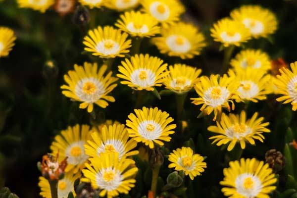 Ice Plant Hardy 'Yellow Perfection' 1 Gallon