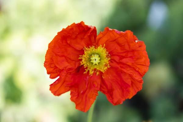 Iceland Poppy 'Champagne Bubbles scarlet' Quart