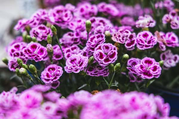 Dianthus Delilah&trade; Bicolor Purple 1 Gallon