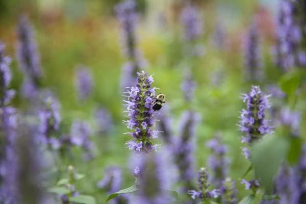 Agastache 'Blue Fortune' 2 Gallon