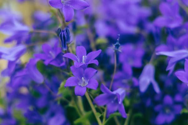 Bellflower 'Birch Hybrid' 2 Gallon