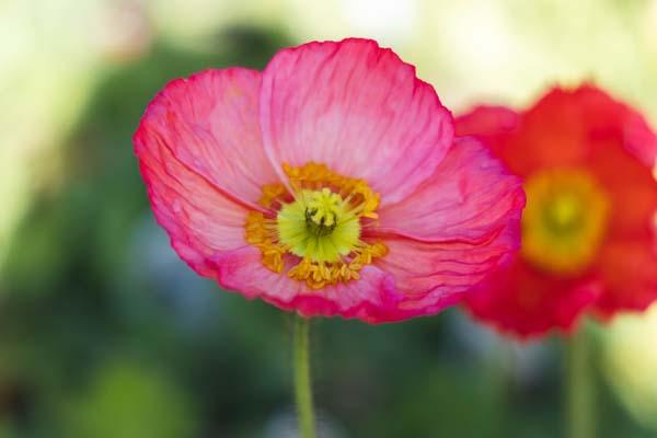 Iceland Poppy 'Champagne Bubbles Pink' Quart