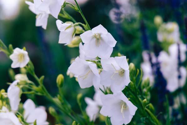 Bellflower 'Takion White' 1 Gallon