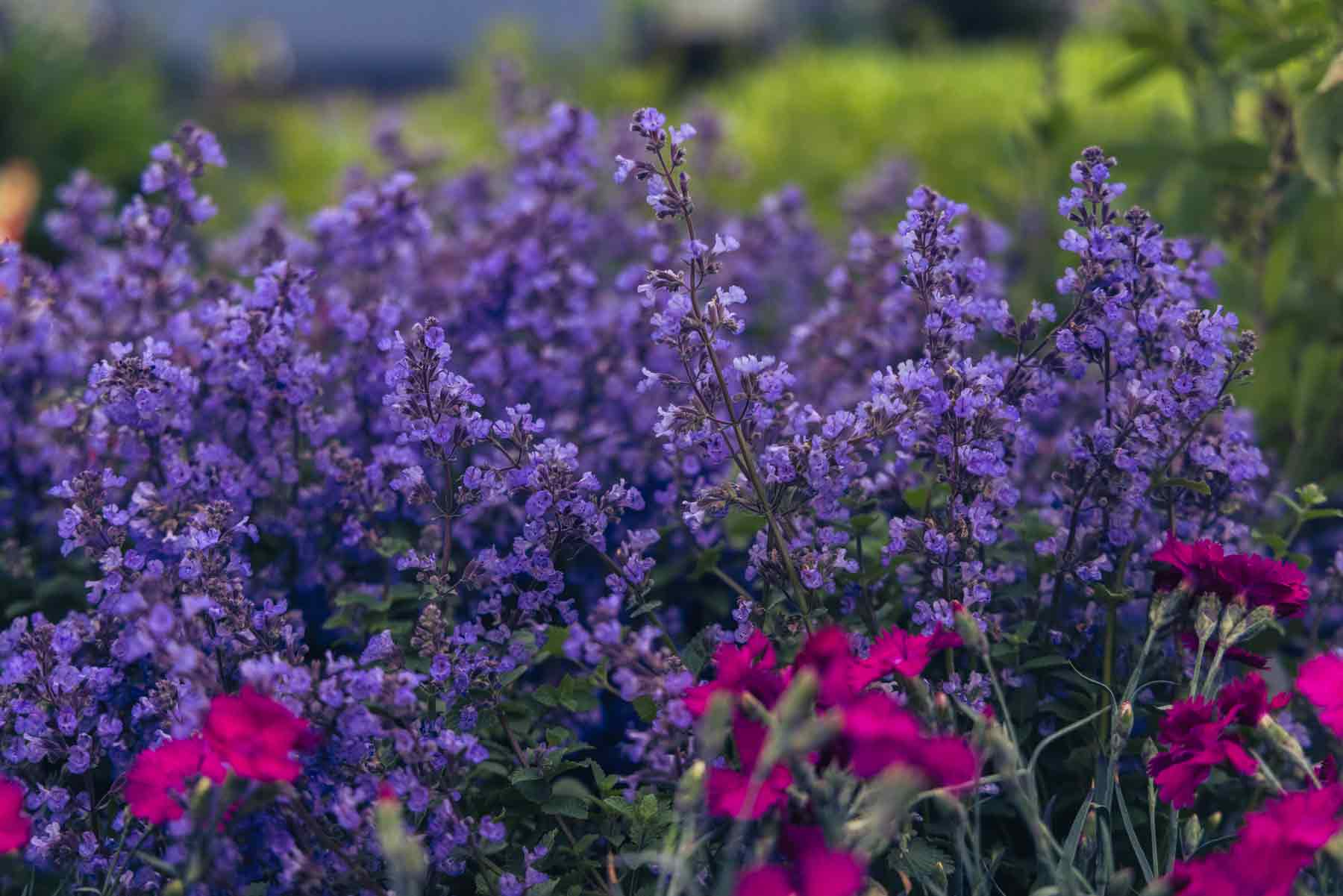 Catmint 'Purrsian Blue' 2 Gallon