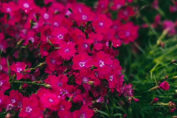 Dianthus Kahori&reg; 'Scarlet' 1 Gallon